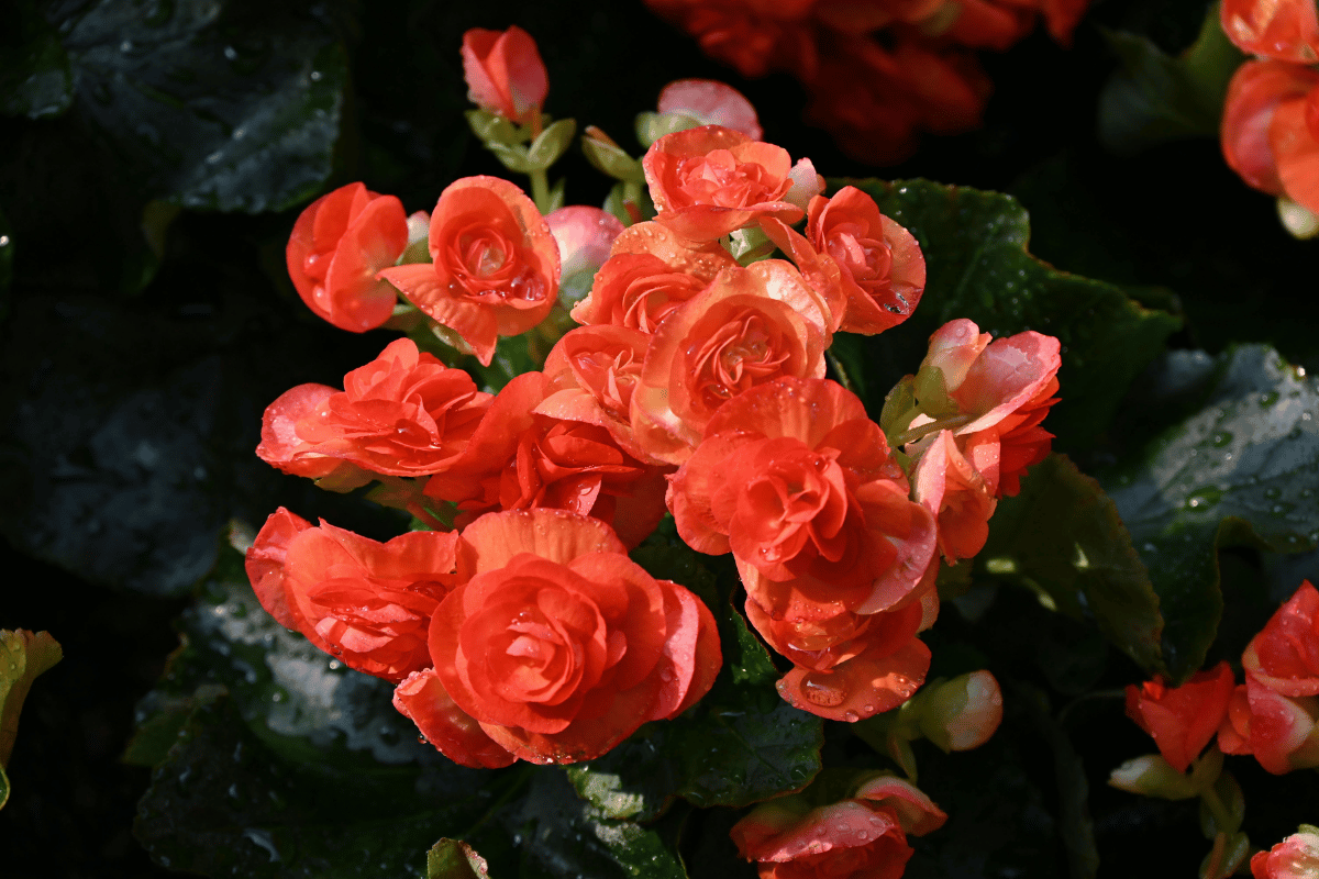 Tuberous begonia.png